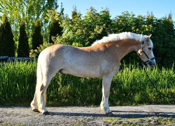 Haflinger o pięknym, kasztanowym umaszczeniu i białej grzywie, prezentuje swój imponujący wzrost na tle zieleni.