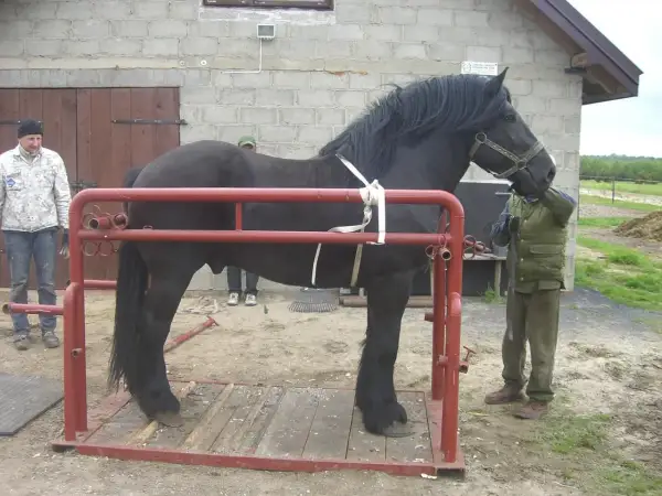 Przygotowanie konia do budowy boksu. Czarny koń w specjalnej konstrukcji, ludzie pomagają.