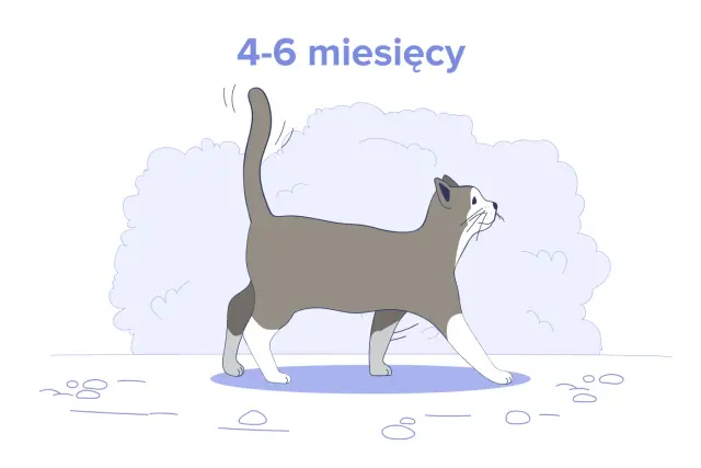 Ilustracja kota w wieku 4-6 miesięcy. Dowiedz się, ile powinien jeść 4 miesięczny kot, aby był zdrowy i pełen energii.